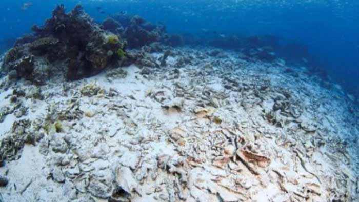 Coral Conservation - Scuba Junkie SEAS