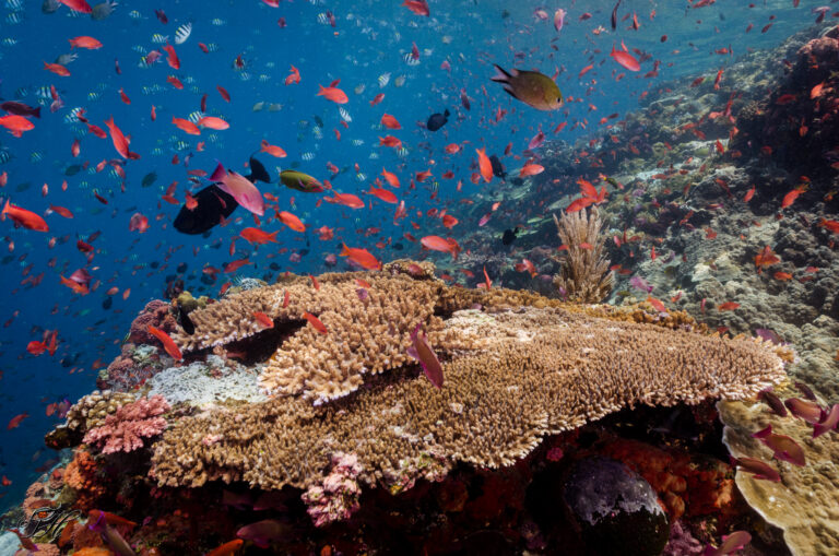 Why Everything in the Ocean is Connected