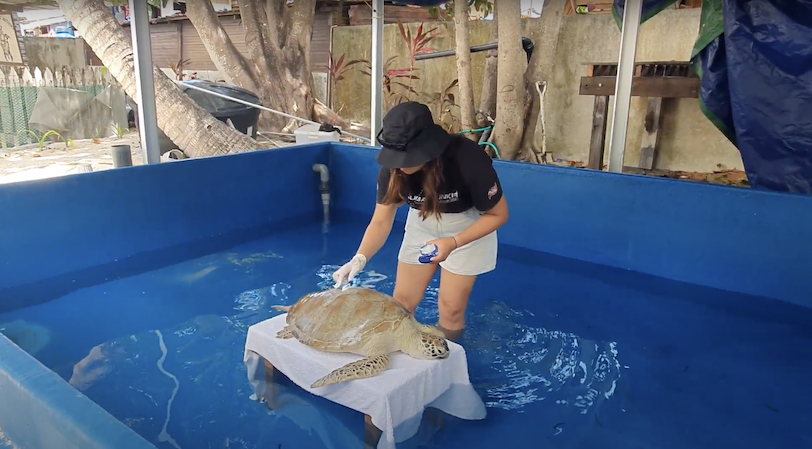 Turtle-rehab