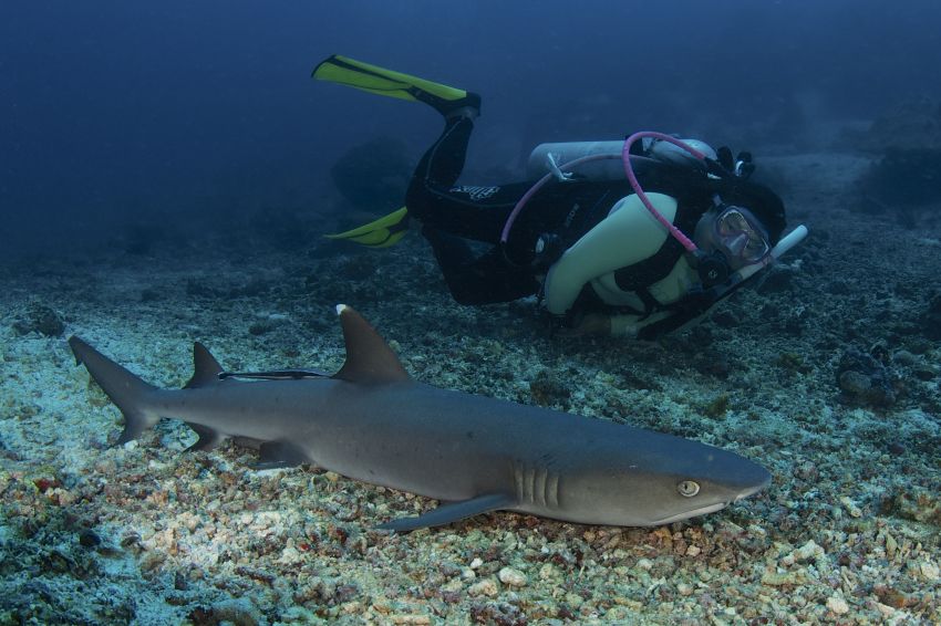 diving_malaisya_012