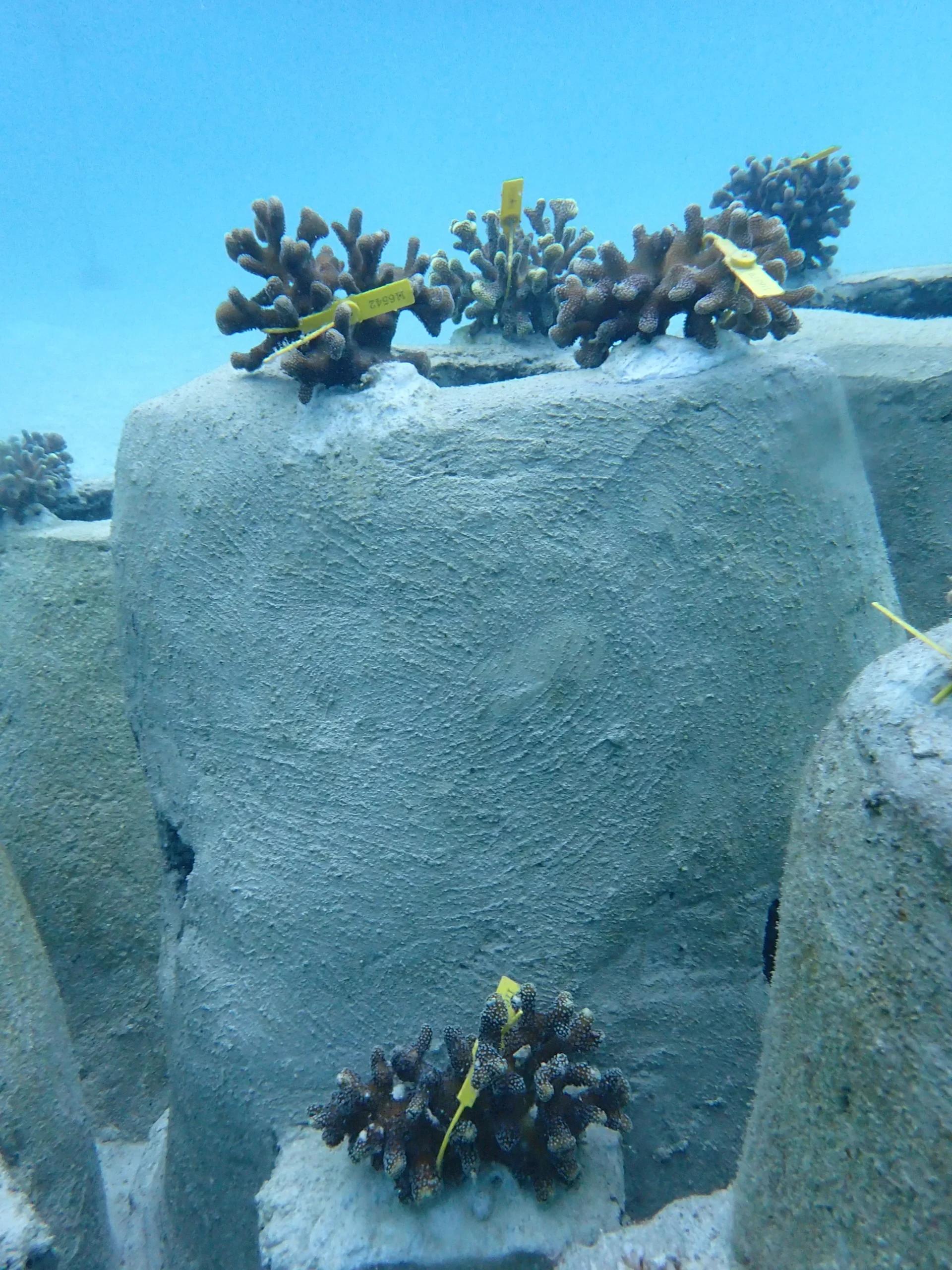 ADOPT A CORAL HIVE - ADOPT A HIVE