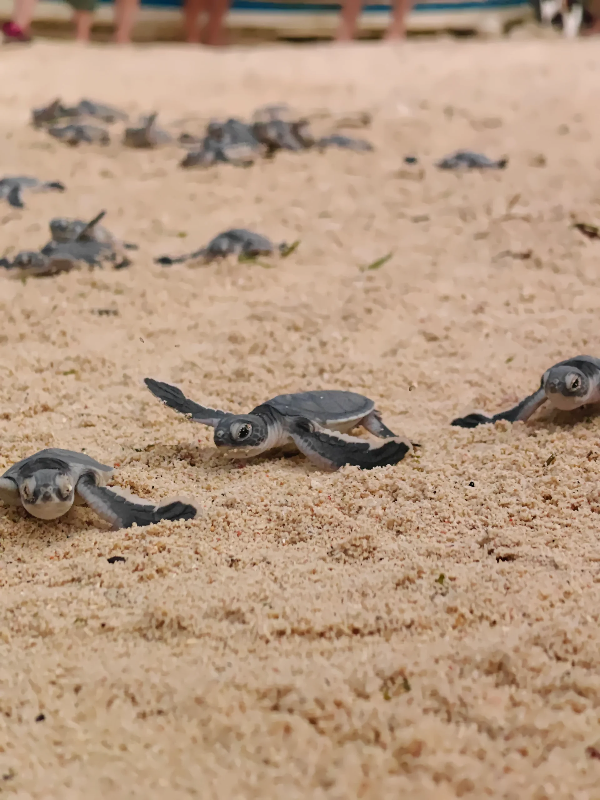 ADOPT A TURTLE - ADOPT A NEST