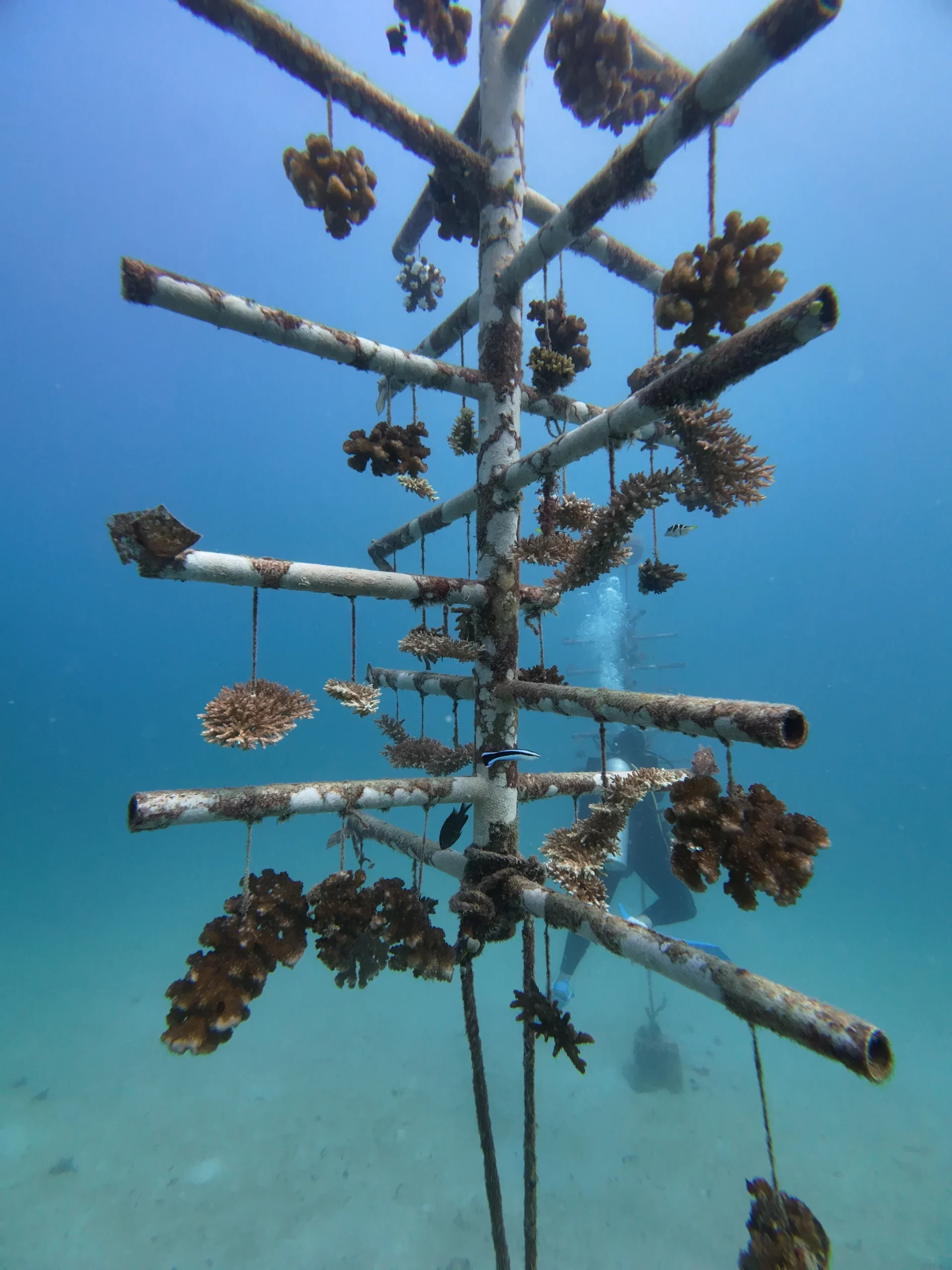 CORAL CONSERVATION - CORAL NURSERY