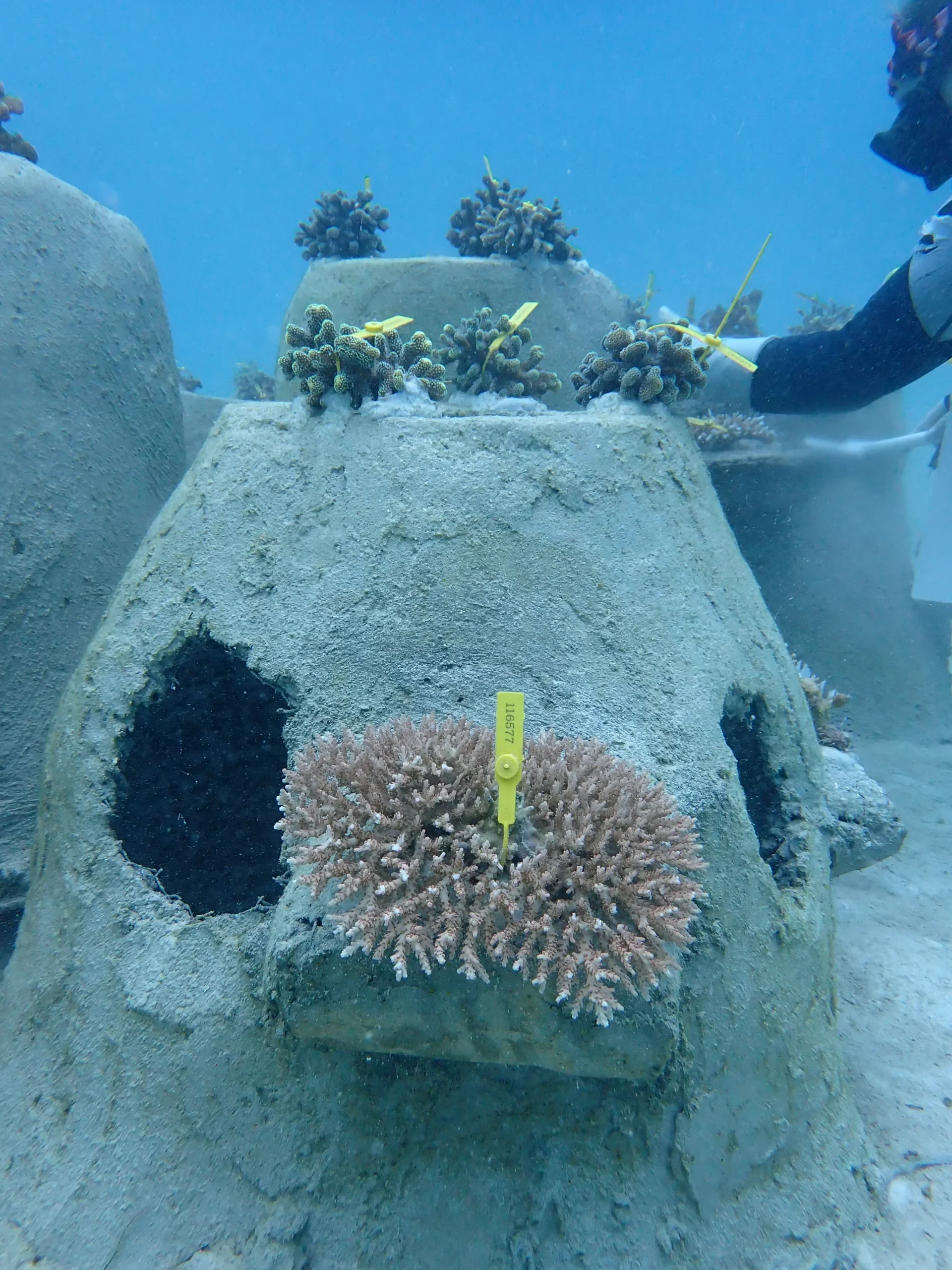 CORAL CONSERVATION - CORAL REEF RESTORATION