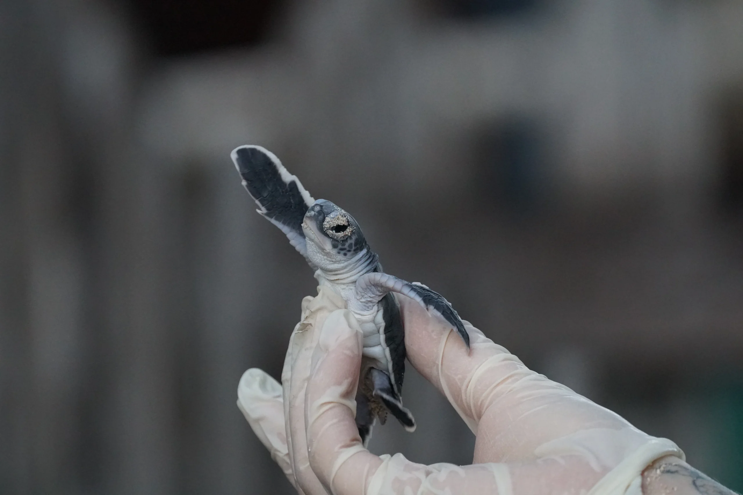 TAKE ACTION - ADOPT A TURTLE